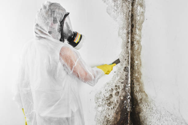 Best Black Mold Removal  in Elmo, TX