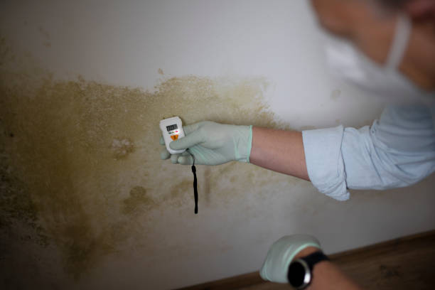 Best Mold Removal Company Near Me  in Elmo, TX