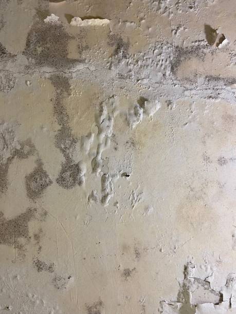 Best Toxic Mold Removal  in Elmo, TX