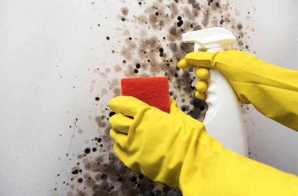 Best Mold Remediation  in Elmo, TX