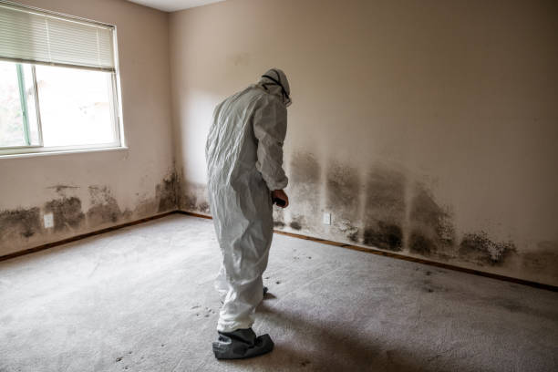 Best Mold Testing  in Elmo, TX